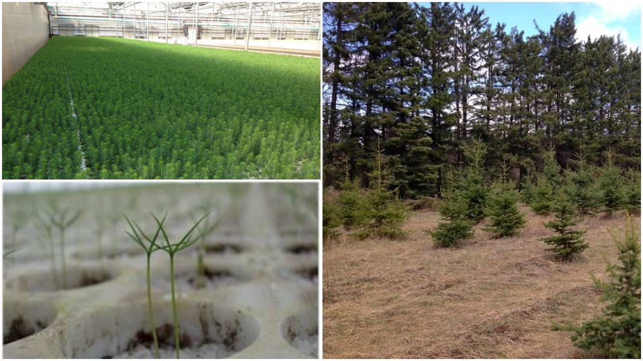 Gov Chops Tree Nursery Jobs MGEU Manitoba Government and General