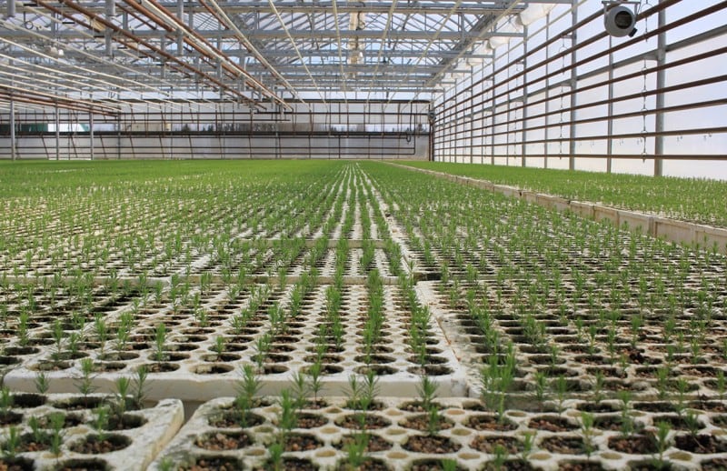 seedlings growing in tree nursery