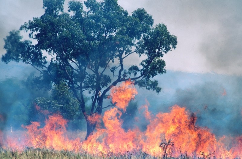 Burning grass encircles a tree in Australia