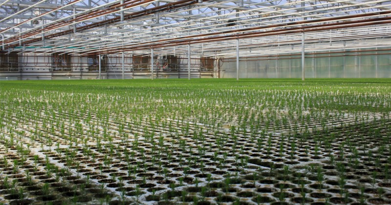 seedlings in a former Pineland greenhouse